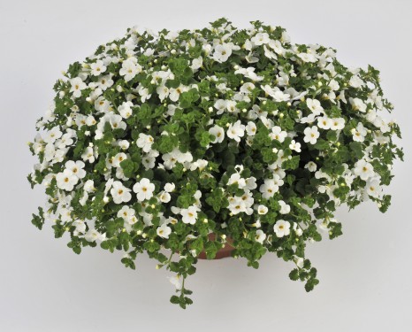 Bacopa Gulliver Basket White*